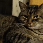 Žulík – fotografie 25