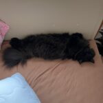 Rudy – fotografie 18