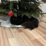 Rudy – fotografie 21