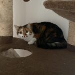 Casey – fotografie 17