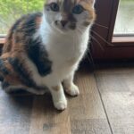 Casey – fotografie 18