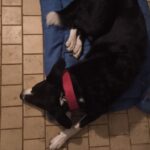 Lex – fotografie 23