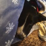 Lex – fotografie 24