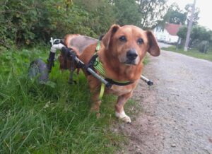 Bambík – V LÉČENÍ