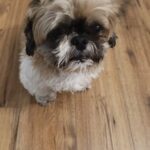 Čip – fotografie 21