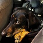 Daissy – fotografie 34