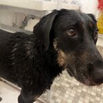 Daissy – fotografie 37