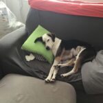 Elf – fotografie 21