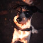 Elvis – fotografie 37