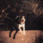 Elvis – fotografie 38
