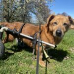 Bambík - V LÉČENÍ – fotografie 8