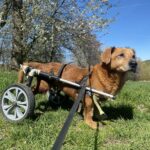 Bambík - V LÉČENÍ – fotografie 4