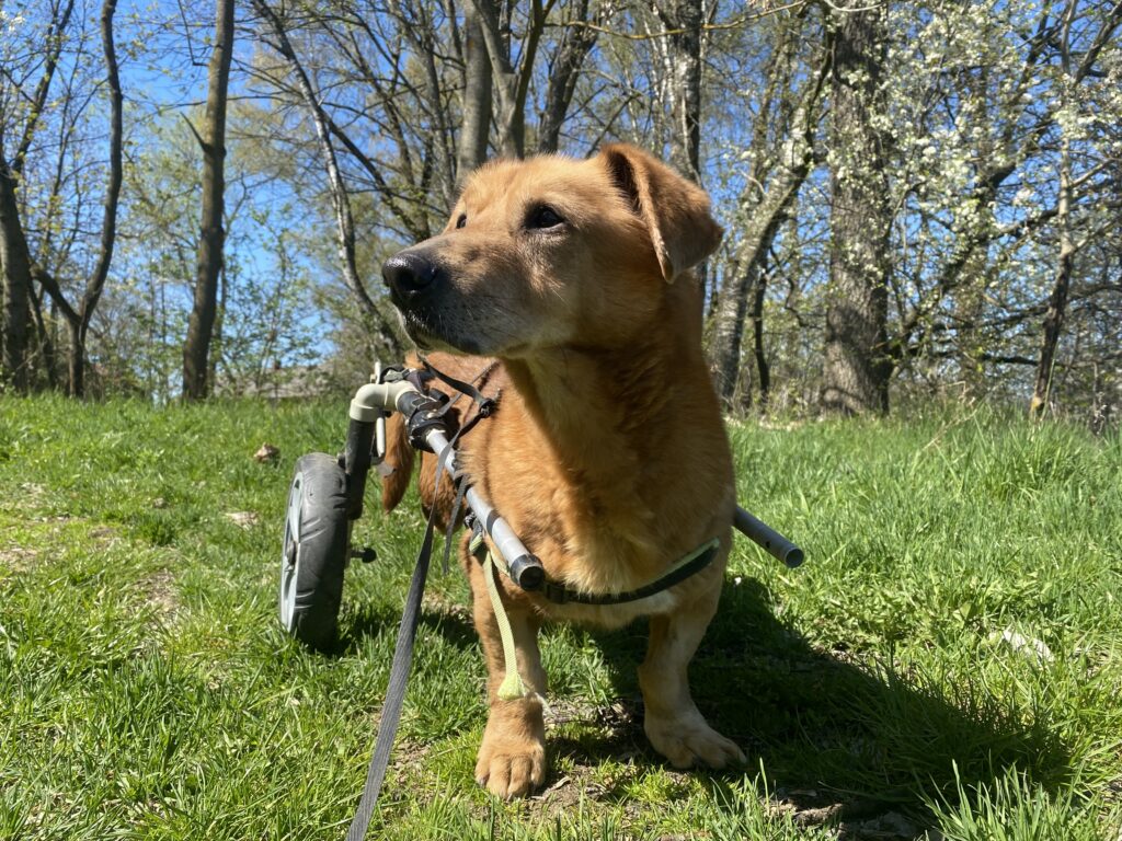 Bambík - V LÉČENÍ – fotografie 2