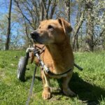 Bambík - V LÉČENÍ – fotografie 3