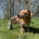 Bambík - V LÉČENÍ – fotografie 7