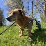 Bambík - V LÉČENÍ – fotografie 9