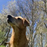 Bambík - V LÉČENÍ – fotografie 6