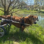 Bambík - V LÉČENÍ – fotografie 5