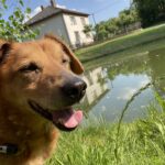 Bambík - V LÉČENÍ – fotografie 3