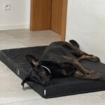 Lucky – fotografie 41