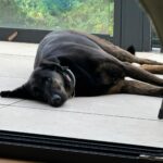 Lucky – fotografie 43