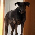 Lucky – fotografie 45