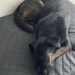 Lucky – fotografie 46