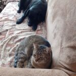 Moly – fotografie 47