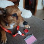 Mose – fotografie 16