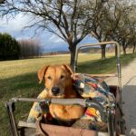 Bambík - V LÉČENÍ – fotografie 10