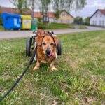Bambík - V LÉČENÍ – fotografie 7