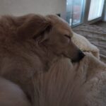 Lola – fotografie 35