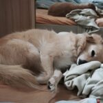 Lola – fotografie 36