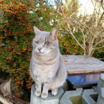 Blaženka – fotografie 10