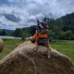 Gamp – fotografie 42