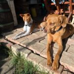 Julík – fotografie 35