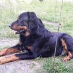 Edvard – fotografie 31