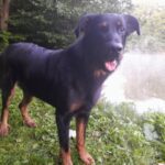 Edvard – fotografie 33