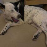 Flek – fotografie 51