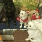 Buddy – fotografie 39