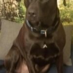 Buddy – fotografie 40