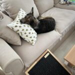 Pinďa – fotografie 44