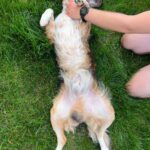 Pinďa – fotografie 49