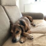 Rocco – fotografie 31