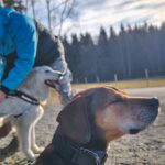Rocco – fotografie 39