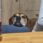 Rocco – fotografie 33