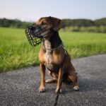 Rocco – fotografie 36