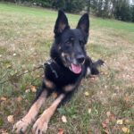 Ronnek – fotografie 14