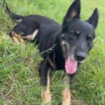 Ronnek – fotografie 13