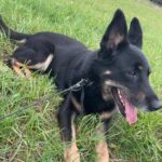 Ronnek – fotografie 12